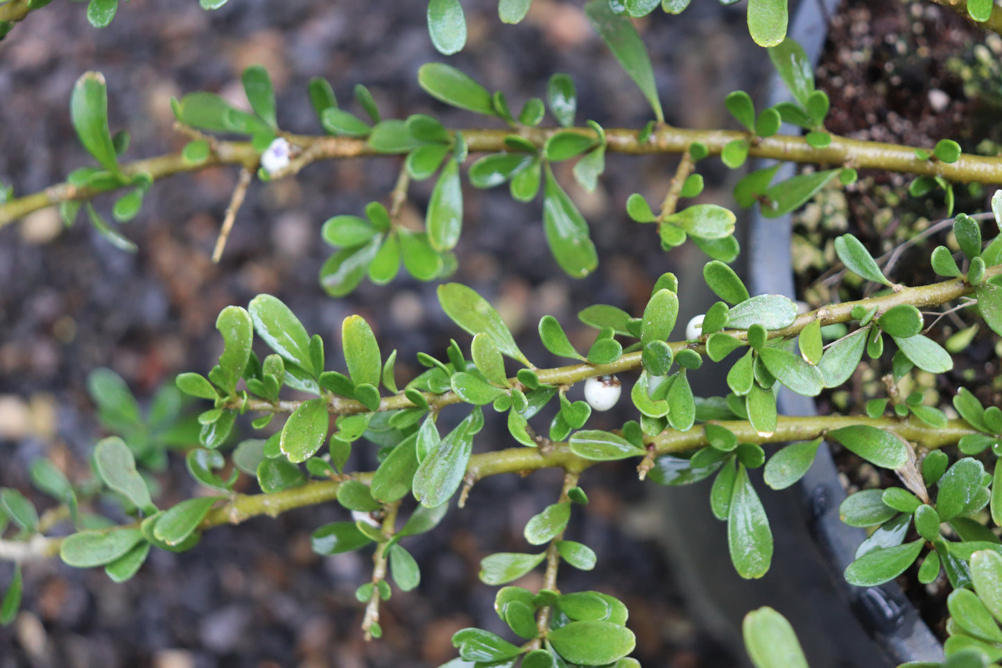 *RETAIL - Melicytus crassifolius