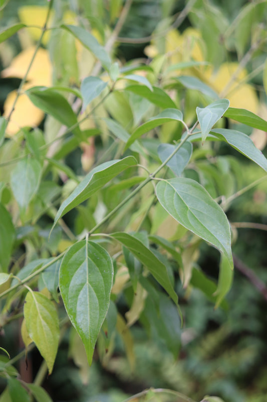 *RETAIL - Cornus wilsoniana