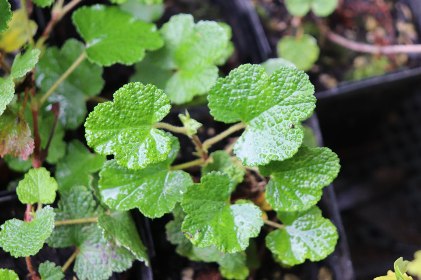 *RETAIL - Rubus pentalobus