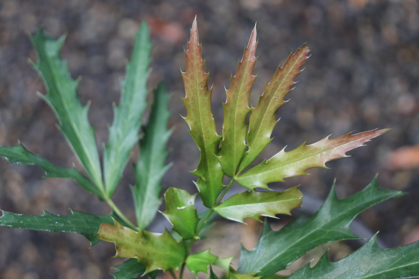 *RETAIL - Mahonia fortunei 'Beijing Beauty' 29095P3