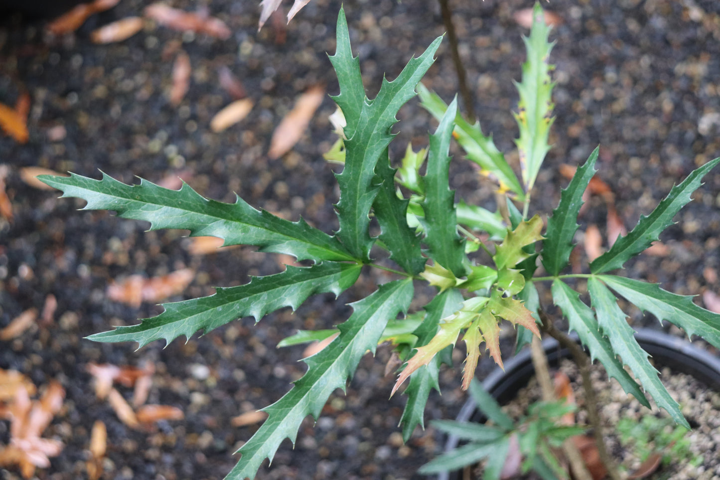 *RETAIL - Mahonia fortunei 'Beijing Beauty' 29095P3