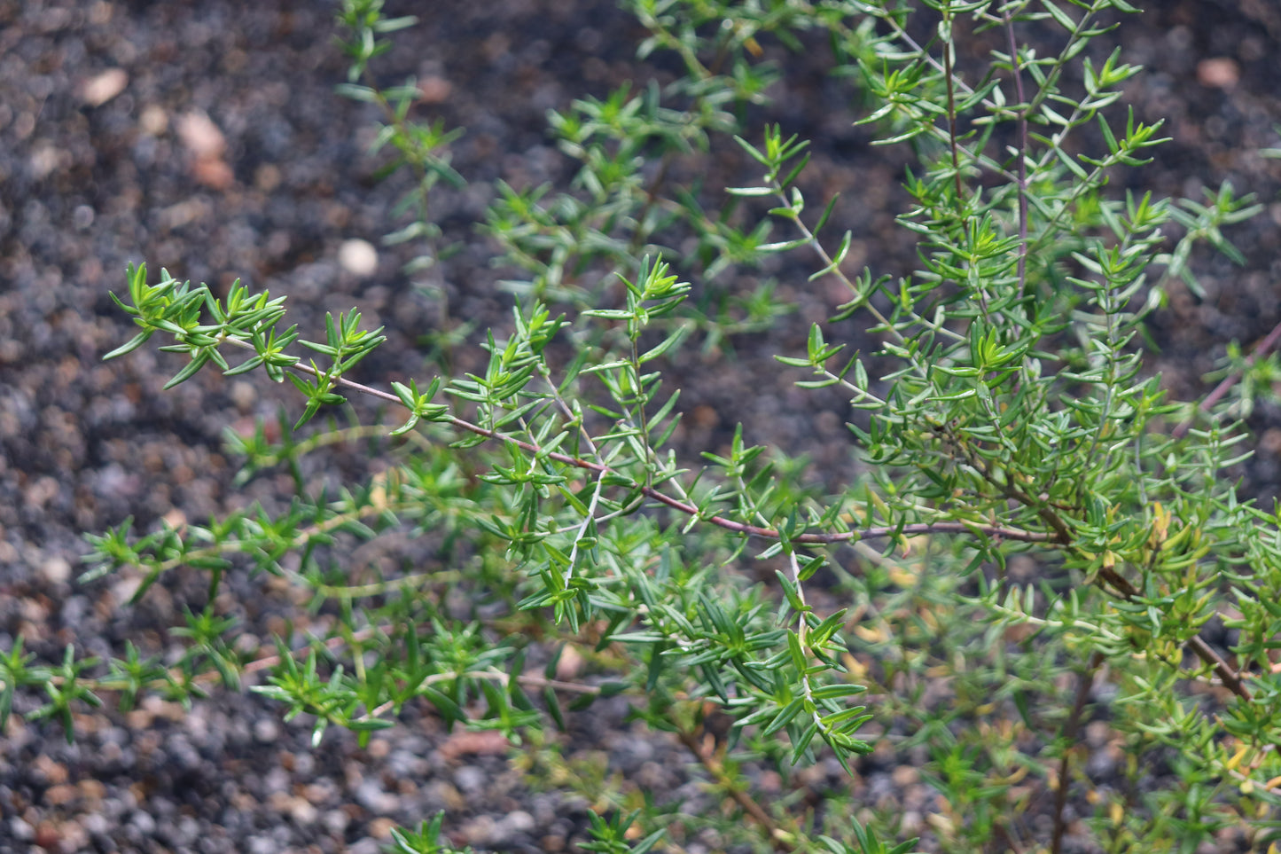 *RETAIL - Prostanthera linearis 'Becky's Choice'