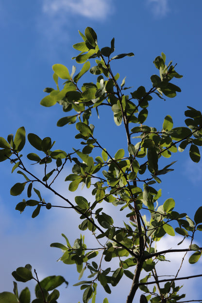 *RETAIL - Quercus engelmannii