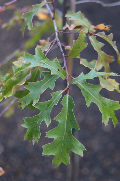 Quercus gravesii