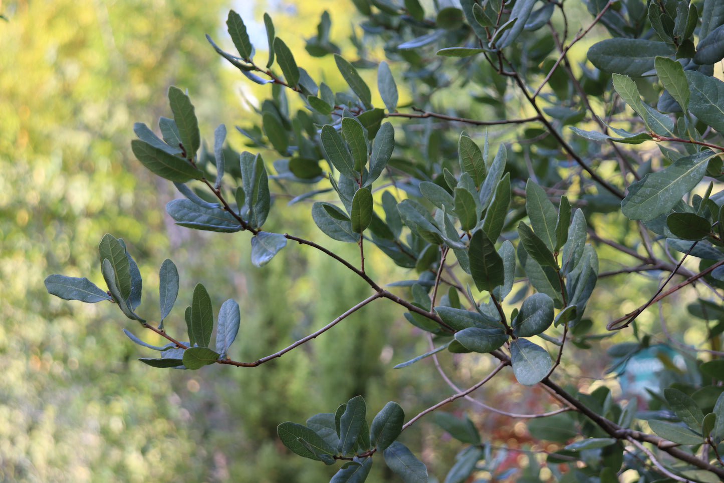 *RETAIL - Quercus engelmannii