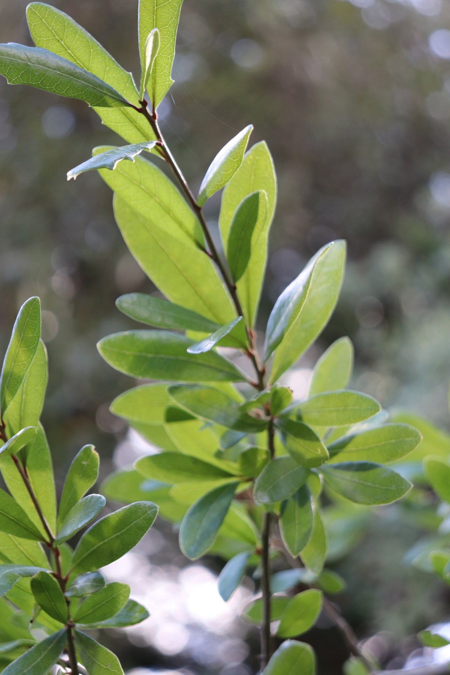 *RETAIL - Quercus virginiana var. fusiformis - Dallas, TX