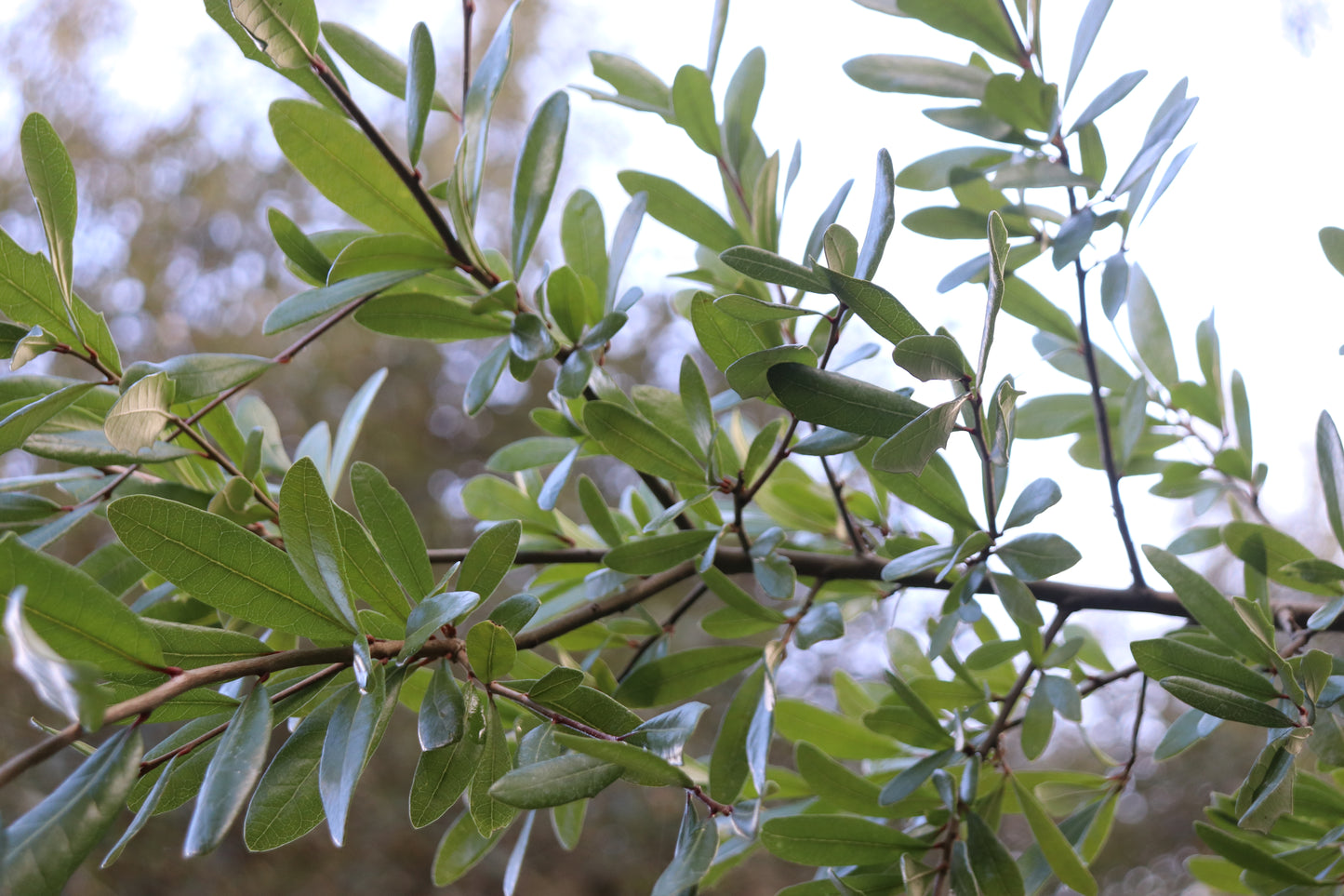 *RETAIL - Quercus virginiana var. fusiformis - Dallas, TX