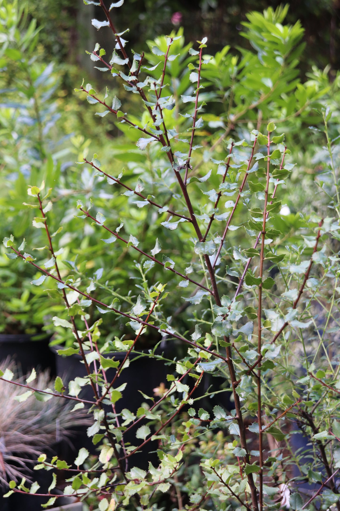 *RETAIL - Rhamnus crocea ssp. ilicifolia