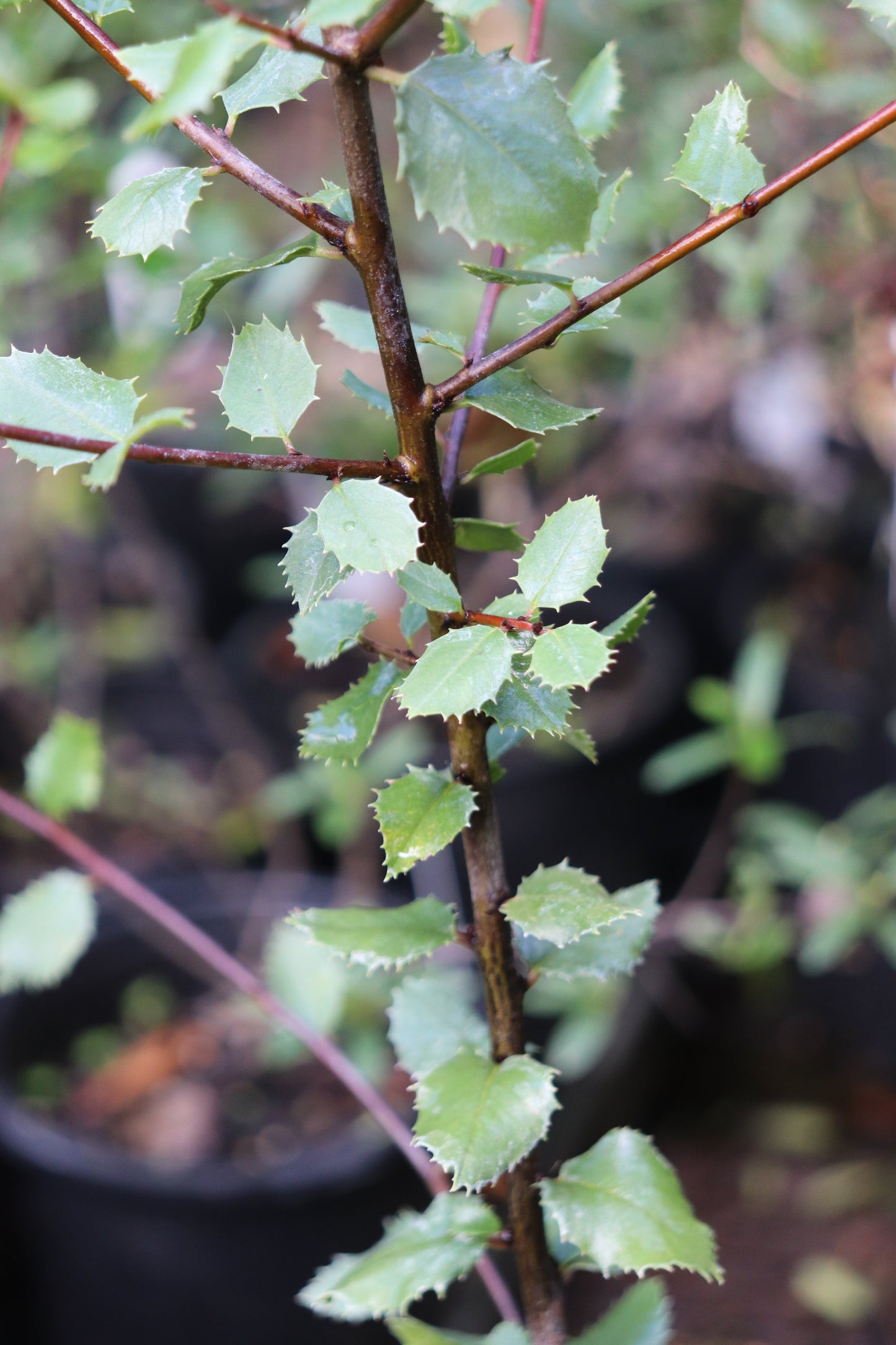 *RETAIL - Rhamnus crocea ssp. ilicifolia