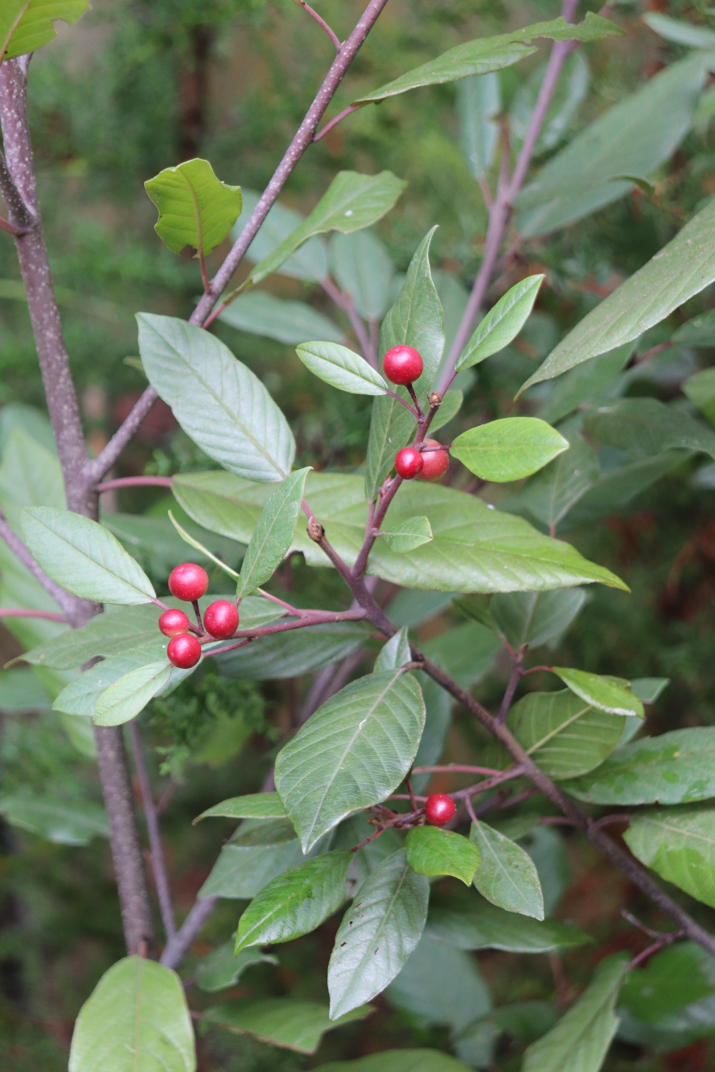 *RETAIL - Rhamnus purshiana x 'Santa Lucia'