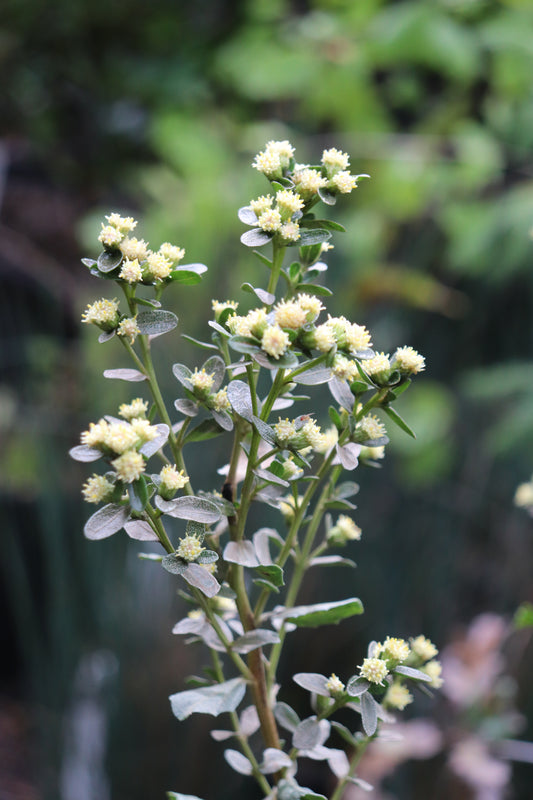 *RETAIL - Baccharis pilularis 'Willamette'