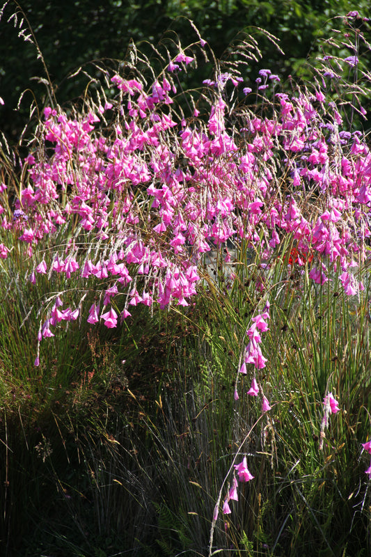 *RETAIL - Dierama pulcherrimum 'Slieve Donard Hybrids'