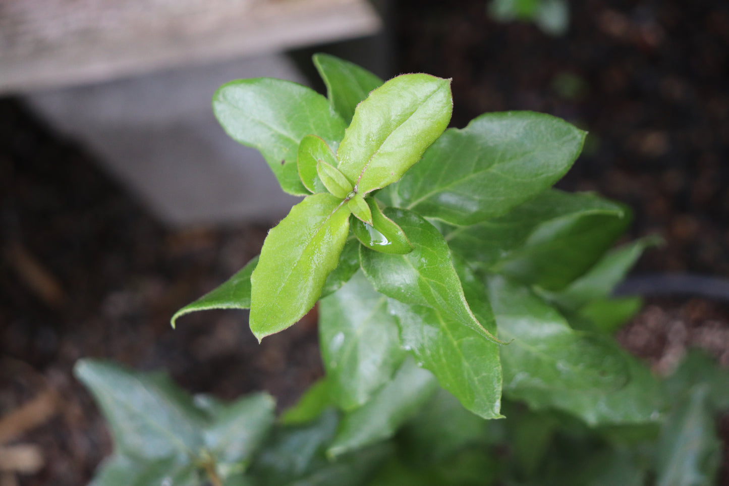 *RETAIL - Garrya elliptica