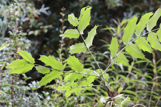 *RETAIL - Mahonia x lindsayae 'Cantab'