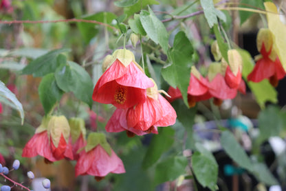 *RETAIL - Abutilon x 'Cristina'