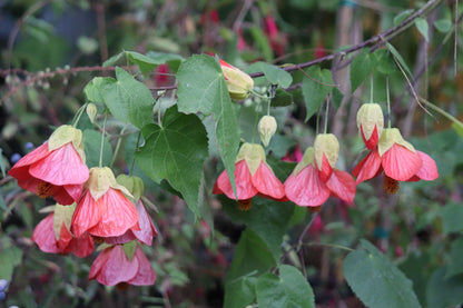 *RETAIL - Abutilon x 'Cristina'