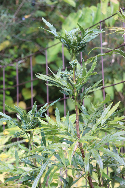 *RETAIL - Mahonia fortunei 'Curlyque'