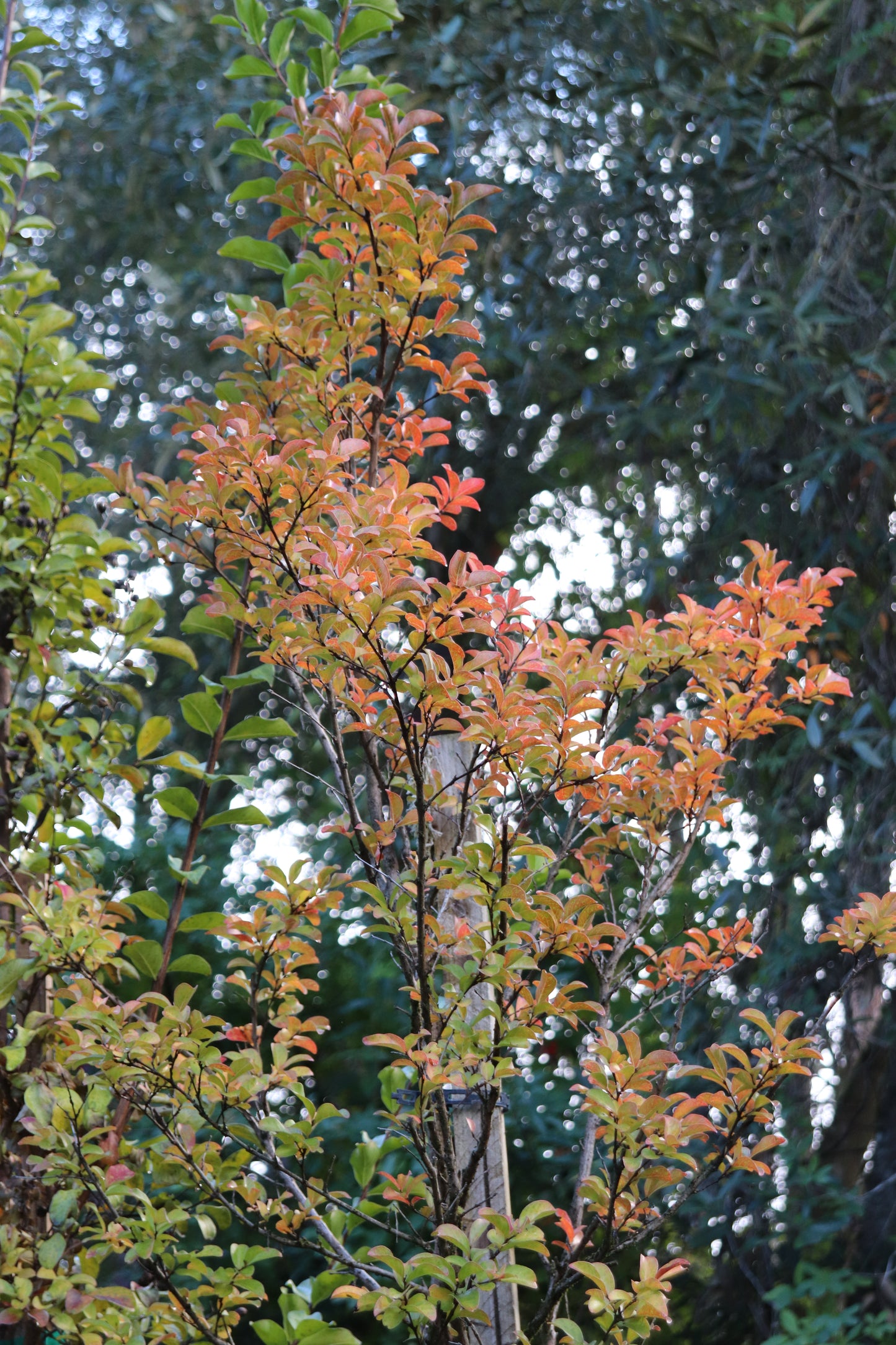 *RETAIL - Lagerstroemia 'Tuscarora' - standard