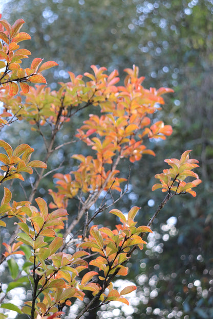 *RETAIL - Lagerstroemia 'Tuscarora' - standard