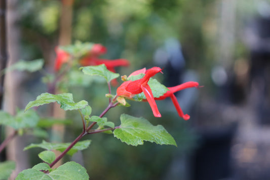 *RETAIL - Salvia regla 'Jame'