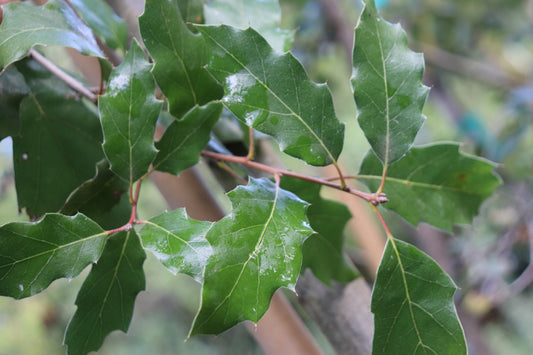 *RETAIL - Quercus sartorii