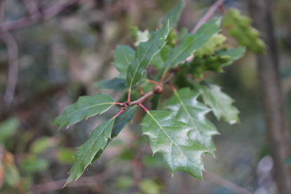 *RETAIL - Quercus sartorii