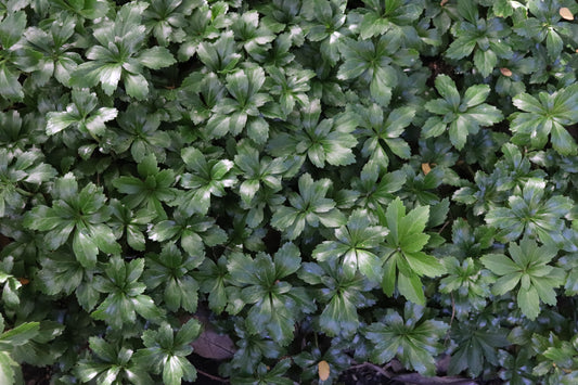 *RETAIL - Pachysandra terminalis 'Green Sheen'