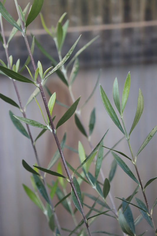 *RETAIL - Olea europaea 'Canino'