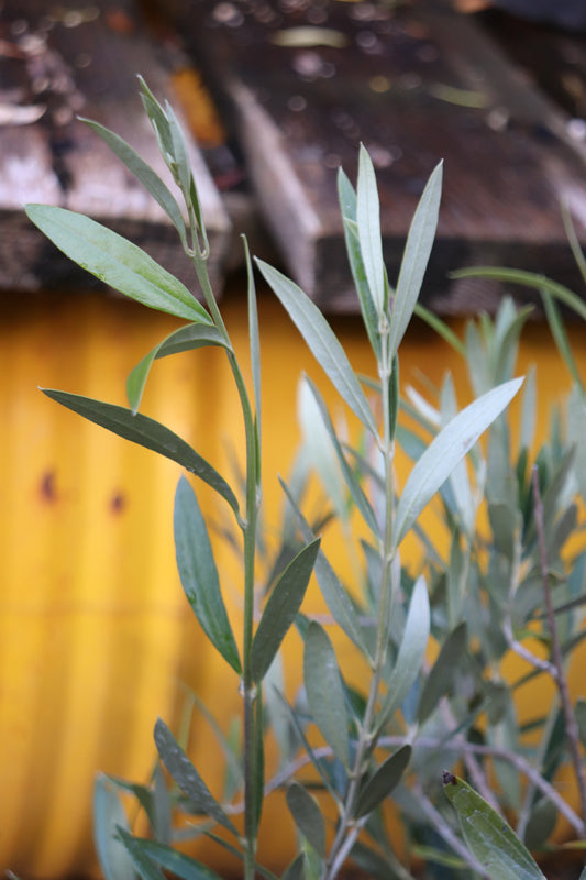 *RETAIL - Olea europaea 'Wilsonii'