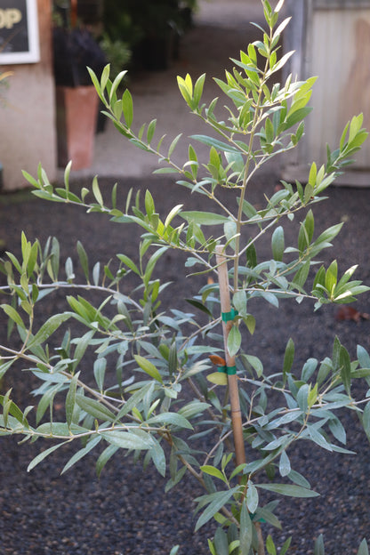 *RETAIL - Olea europaea 'Trayola' -D 001