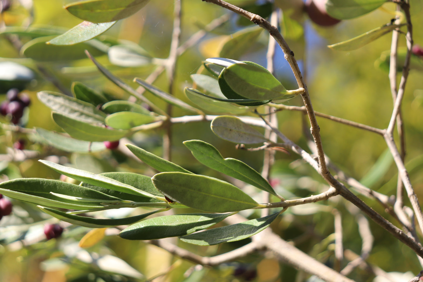 *RETAIL - Olea europaea 'Grignan'