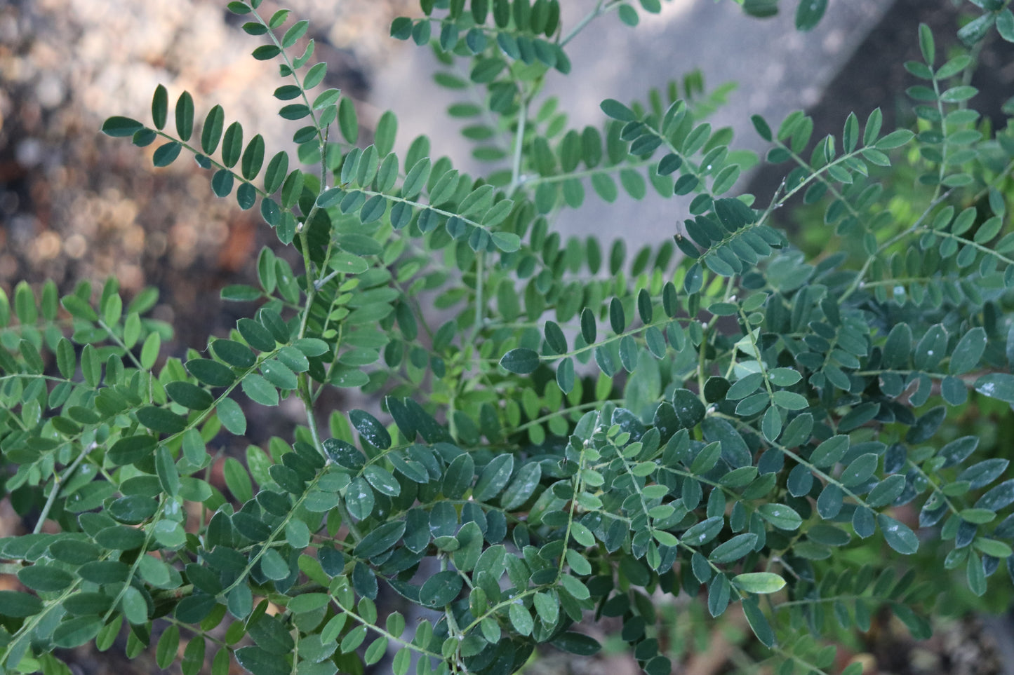 *RETAIL - Sophora davidii