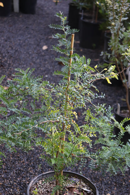 *RETAIL - Sophora davidii