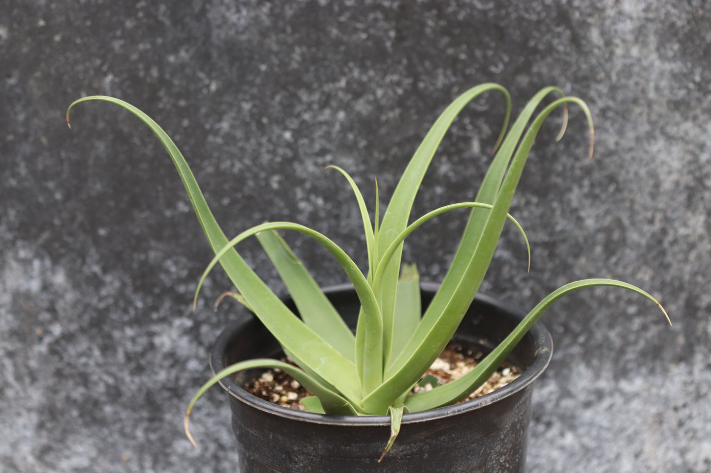 *RETAIL - Agave bracteosa 'Calamar'