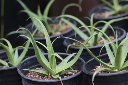 *RETAIL - Agave bracteosa 'Calamar'