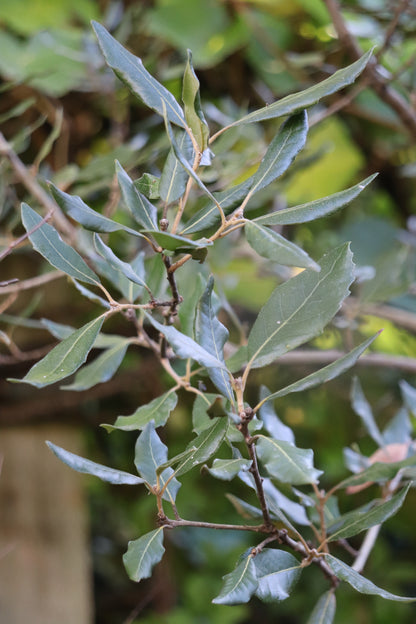 *RETAIL - Quercus ilex