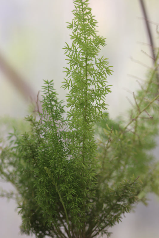 *RETAIL - Asparagus densiflorus 'Myersii'