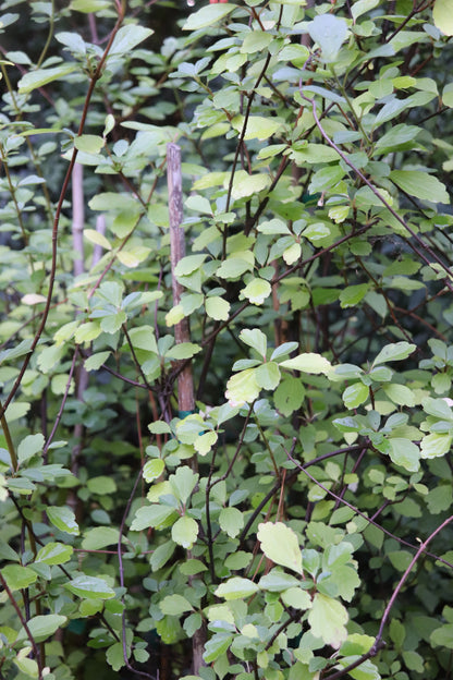 *RETAIL - Viburnum kansuense