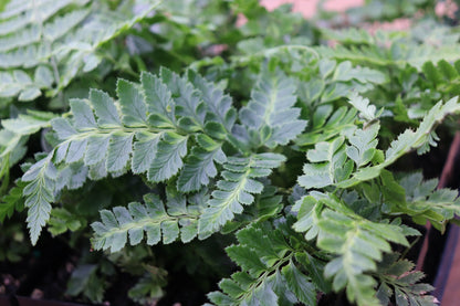 *RETAIL - Arachniodes simplicior 'Variegata'
