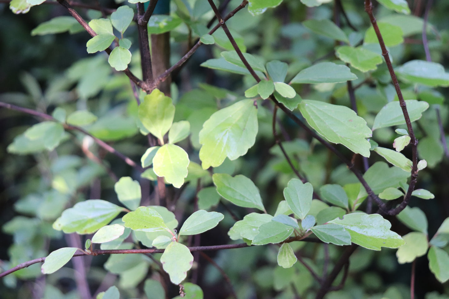 *RETAIL - Viburnum kansuense