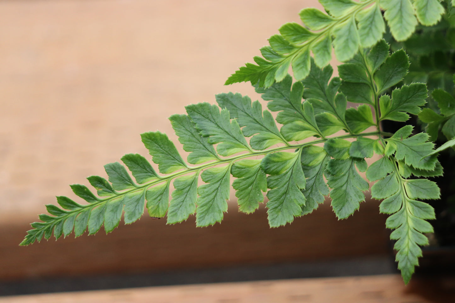 *RETAIL - Arachniodes simplicior 'Variegata'