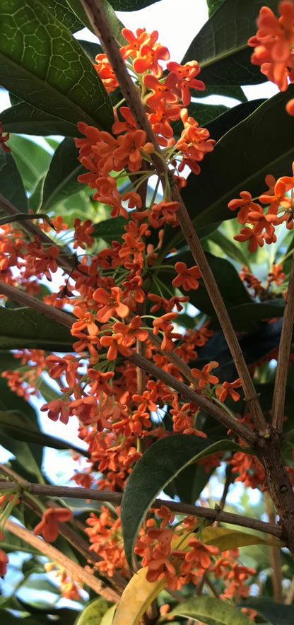 Osmanthus fragrans var. aurantiacus 'Beni Kin Mokusei'