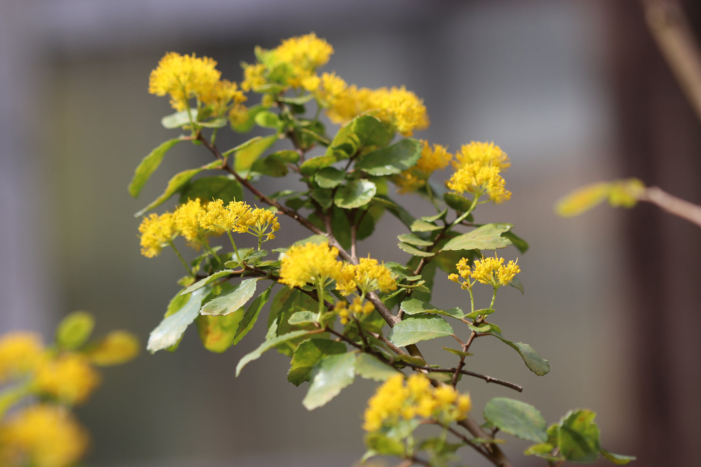 *RETAIL - Azara dentata