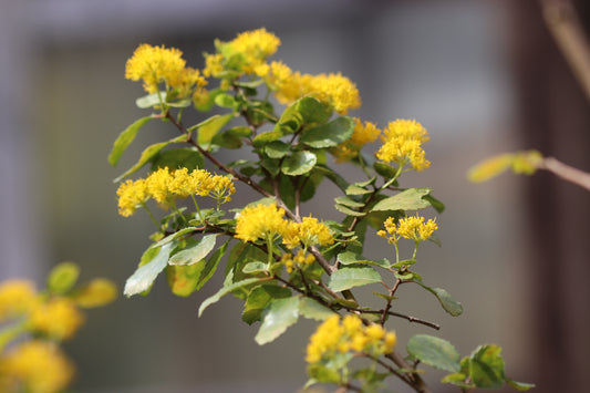 *RETAIL - Azara dentata