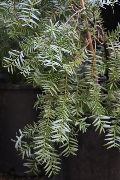 *RETAIL - Podocarpus totara 'Pendula'