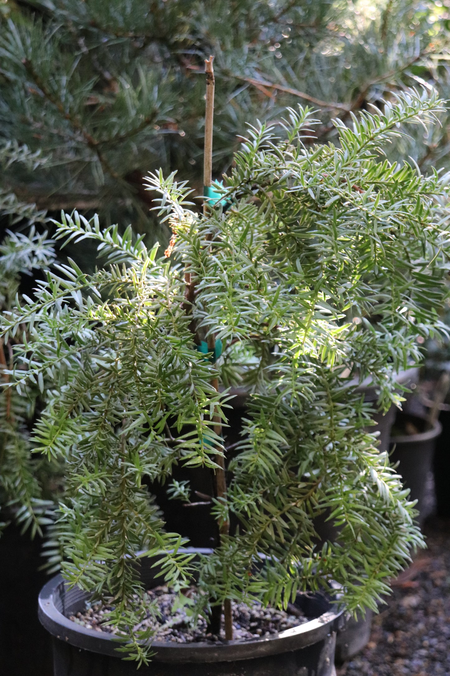 *RETAIL - Podocarpus totara 'Pendula'