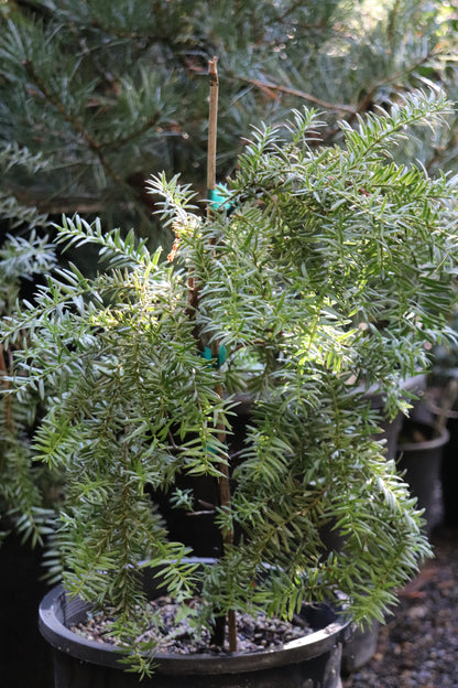 *RETAIL - Podocarpus totara 'Pendula'