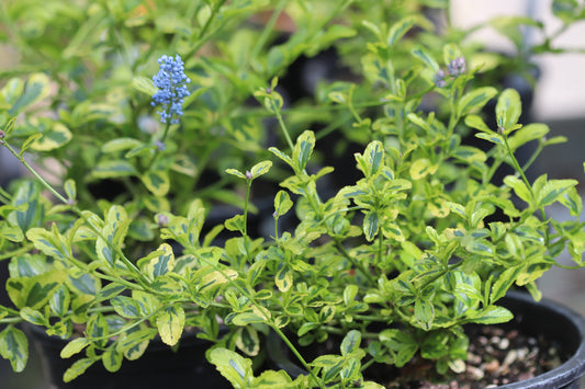 *RETAIL - Ceanothus thyrsiflorus 'Black Diamond'