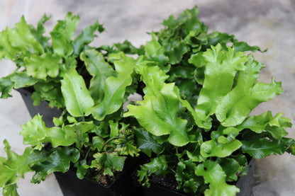 *RETAIL - Asplenium scolopendrium 'Cristatum'