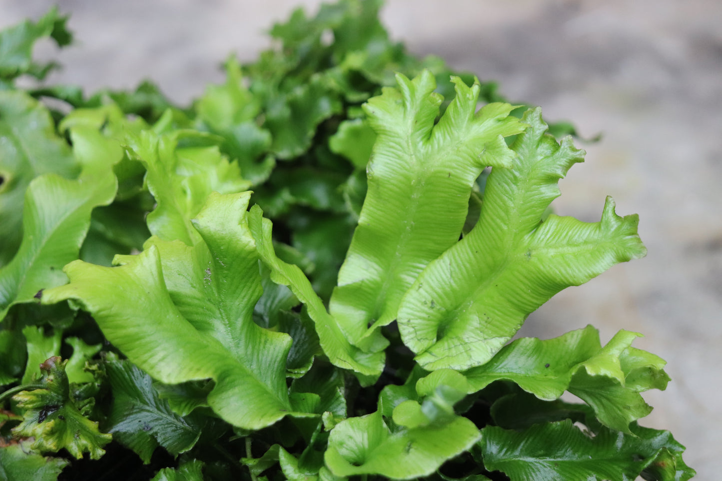 *RETAIL - Asplenium scolopendrium 'Cristatum'